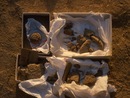 Tontafelfragmente bei der Ausgrabung (Tell Beydar, Syrien)